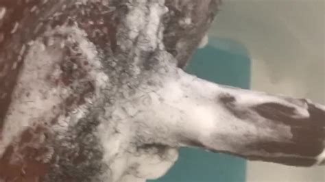 Can You Put This In Your Pussy An Cream All Over Pornhub Gay