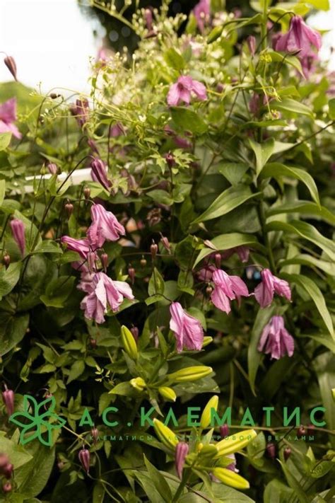 Купить Клематис Алёнушка (Alionushka) — АС-Клематис
