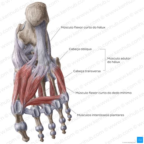 Anatomia Do Pé Musculos - Anatomia Do Pé Musculos - RETOEDU