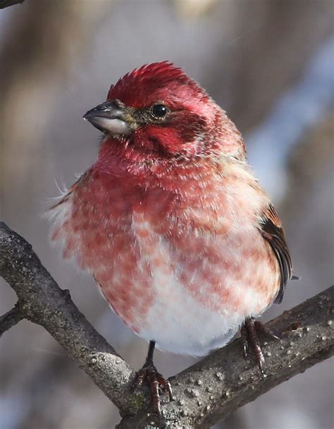 All of Nature: Purple Finches Arrive With First Winter Storm