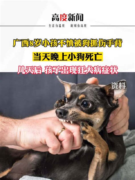 8岁男童被狗抓伤未及时处理5天后狂犬病发作不幸去世 狗 狂犬病 新浪新闻