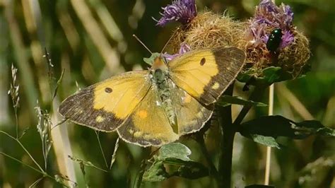 Colias Crocea Butterflies Of Greece YouTube