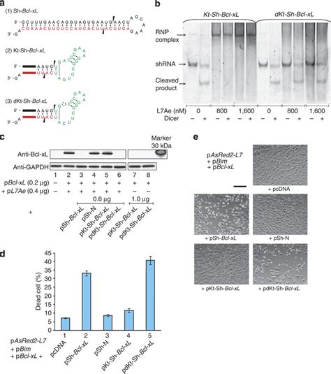 Using The On System To Control Cell Fate A Targeting The Bcl Xl Gene