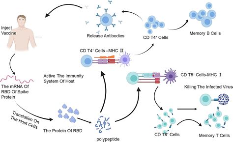 Frontiers Antibodies And Vaccines Target Rbd Of Sars Cov 2