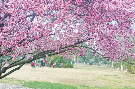 花满枝头