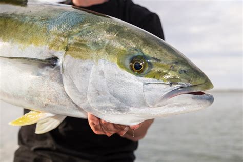 Kingfish fever - Fishing World Australia