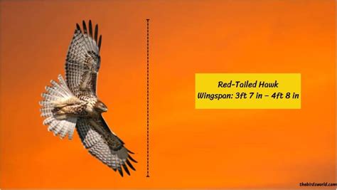 Red-Tailed Hawk Size: Size Compared To Human & Other Birds