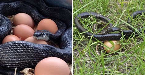 Do Black Snakes Eat Chicken Eggs? (Risks Explained) - Chicken & Chicks Info