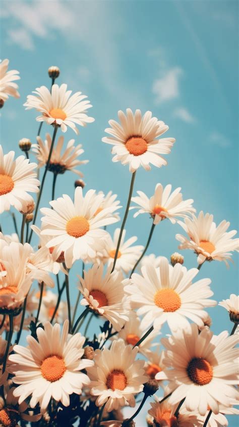 Aesthetic White Flower Landscape Wallpaper Images | Free Photos, PNG ...