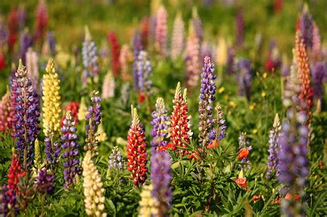 Planting Lupins Growing And Caring Guide For Beginners Real Men Sow