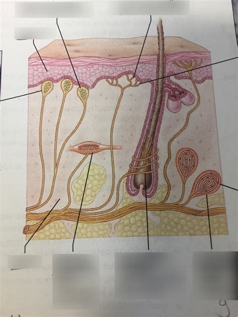 Examples Of Cutaneous Receptors Diagram Quizlet