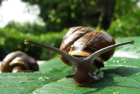 10 самых зубастых животных | ЗооБлог