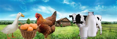 Домашняя ферма Галины | +7-905-687-23-11 (Галина) - мясо птицы, яйца ...