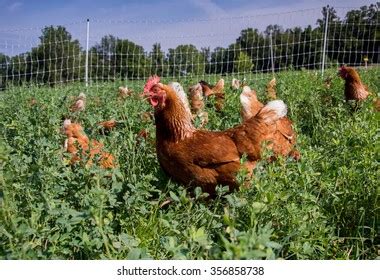Hundred Red Sex Link Chicken Royalty Free Images Stock Photos Pictures Shutterstock