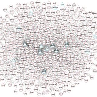 Transcription Factor Target Gene Regulatory Network Blue Hexagon