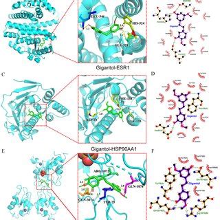 Molecular Docking A D Structural Diagrams Of The Interactions