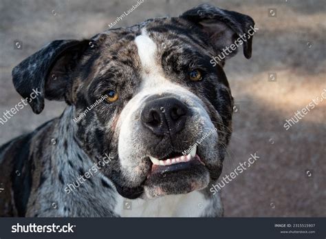 blue blood bulldog images stock   objects vectors