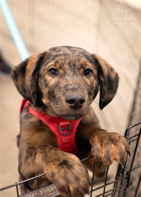Mikey's Chance Canine Rescue - 🐾 Meet Scout! 🐾 Scout is a young male Dachshund/Aussie Doodle mix