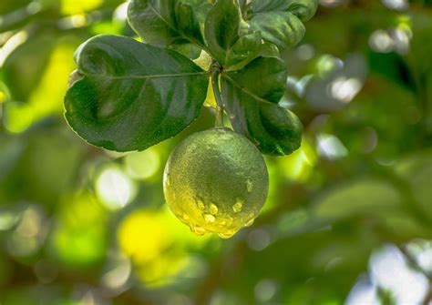 close  shot   fresh pomelo fruit  stock photo