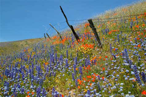 Wildflowers