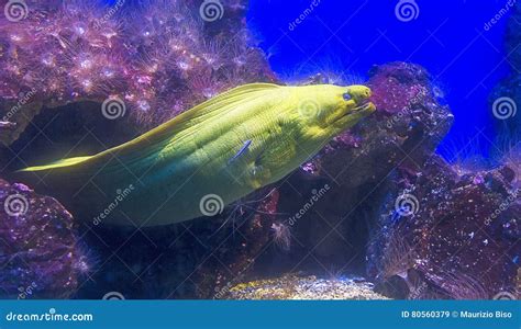green moray moray stock image image  nature mediterranean