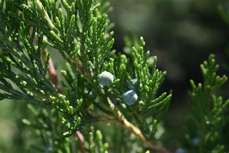 How to properly style your home with juniper green 23