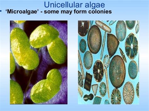 unicellular algae  multicellular algae