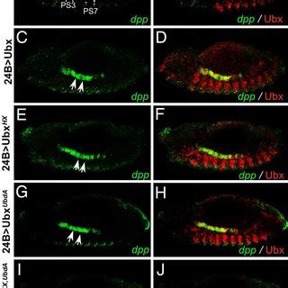 The Ubda Motif Confers Exd Dependent Activity To Antp A And B Tsh