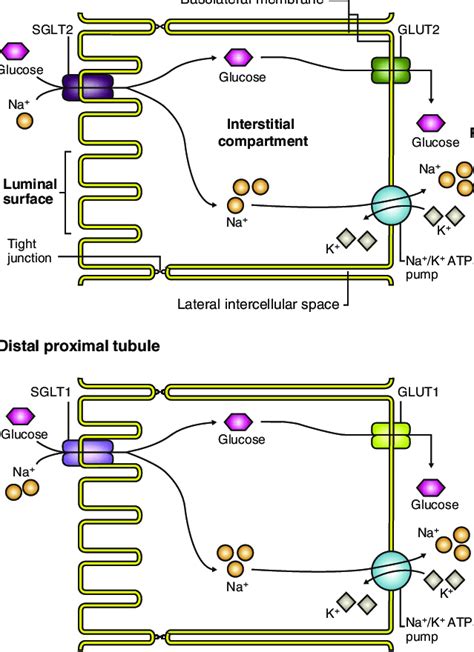 SGLTs and passive GLUTs in the proximal renal tubule [19]. Reprinted