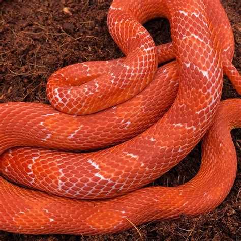 Corn Snakes Peregine