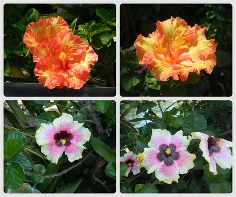 The Colors of The Hibiscus Flower