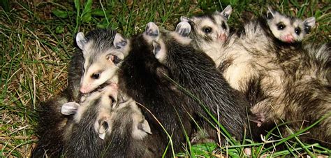 How Big Do Opossums Get