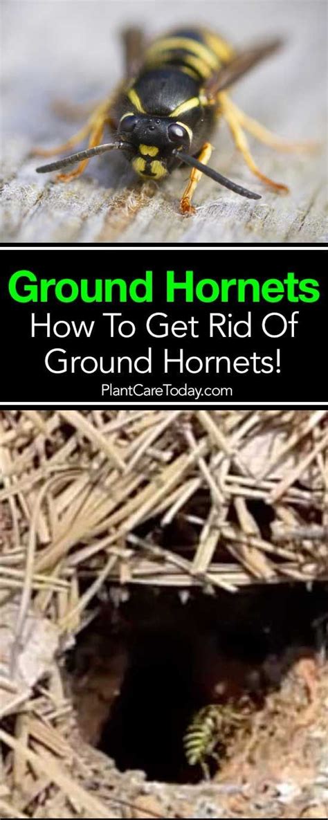 Learn How To Get Rid Of Ground Hornets Homesteading