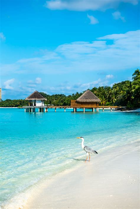 25 Maldives Travel Tips To Know BEFORE Your Trip | Maldives travel