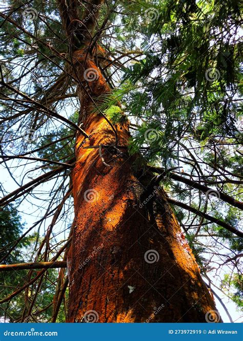 A Photo of a Large Pine Tree from Below Stock Image - Image of green