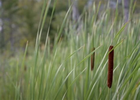 Can we afford to continue removing wetlands from New Brunswick? – NB ...