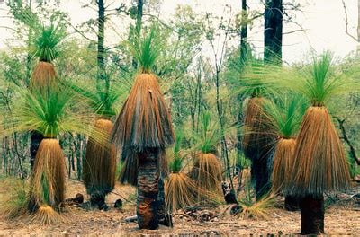 Grass Trees Bush Heritage Australia