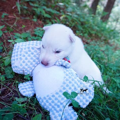 Solid White Siberian Husky Puppy - For Sale | Husky palace