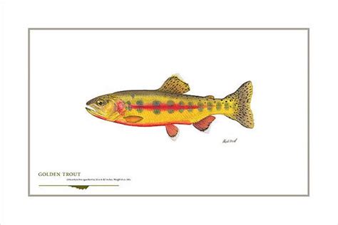 Golden Trout Open Edition Print By Flick Ford Western Native Trout