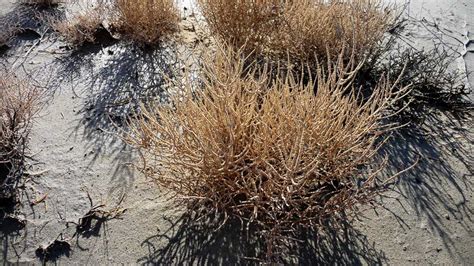 Salicornia - JungleKey.fr Image #350