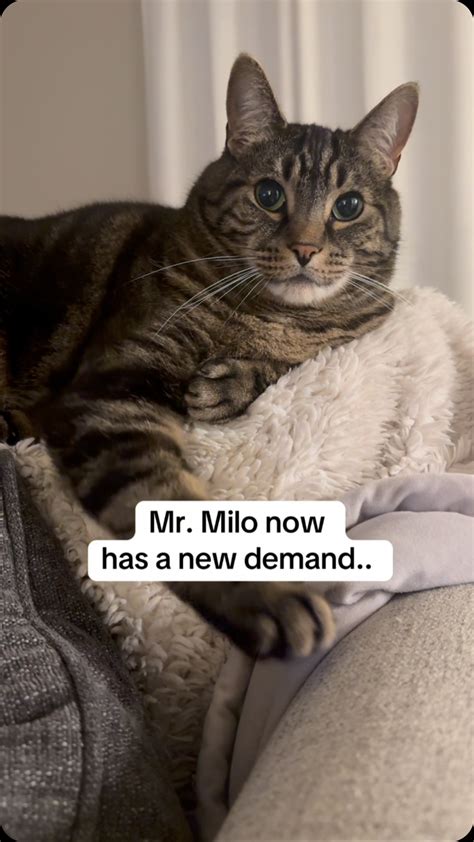 Milo | Milo’s performance review for Poppy #cats #cat #catsofig # ...
