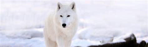 arctic wolf