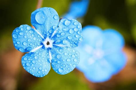 flower, plant, nature, leaf, forget me not, spring, sea of flowers