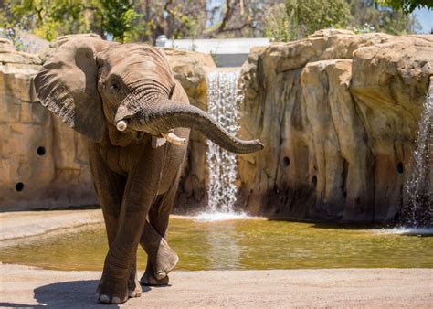 Fitness Trackers Aim To Improve The Health And Happiness Of Zoo