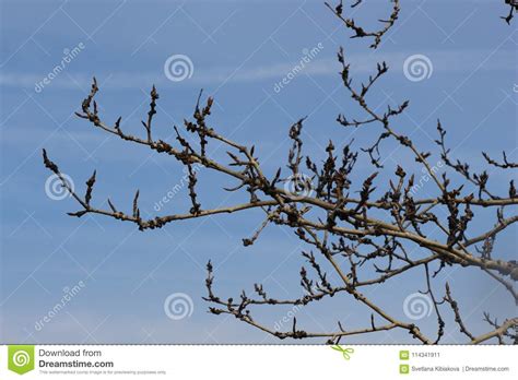 Naked Tree Branches Against The Blue Sky Stock Image Image Of Blue Glare