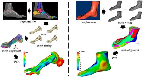 frontiers  improved understanding  foot shape foot posture