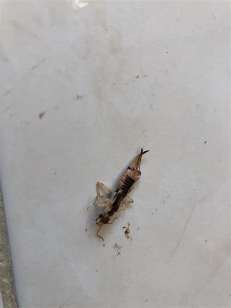 Huge ant? Weird odor when crushed. Sorry insect lovers but I was