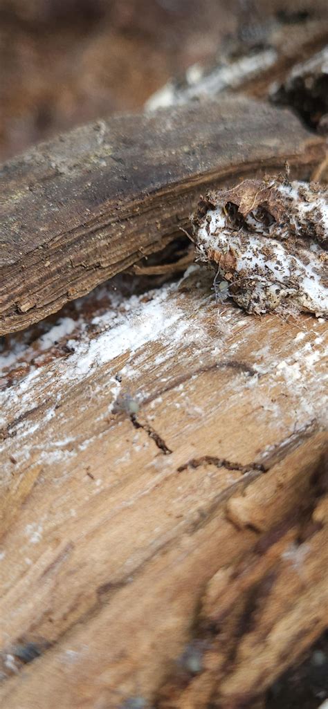wolf spider babies scatter 3