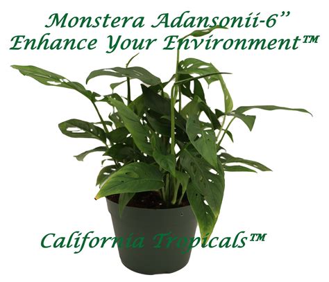 Products – Page 36 – California Tropicals