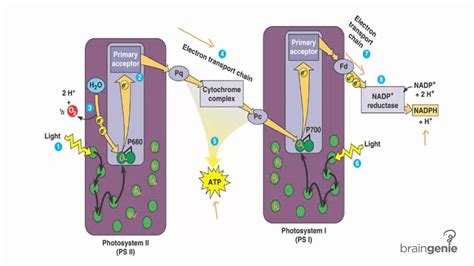 phosphorylation youtube